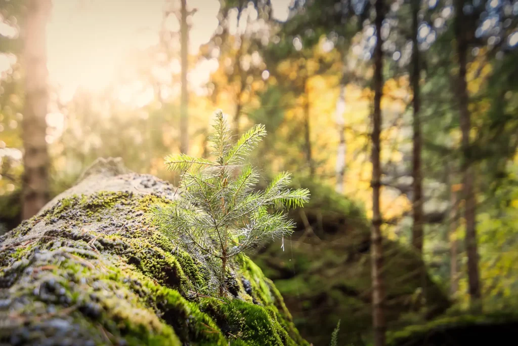 Implementierung und ständigen Verbesserung von Umwelt- und Energiemanagementsystemen zur Verbesserung der Ressourceneffizienz.